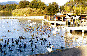 昆陽池公園