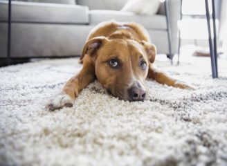 ラグの上に寝転ぶ犬